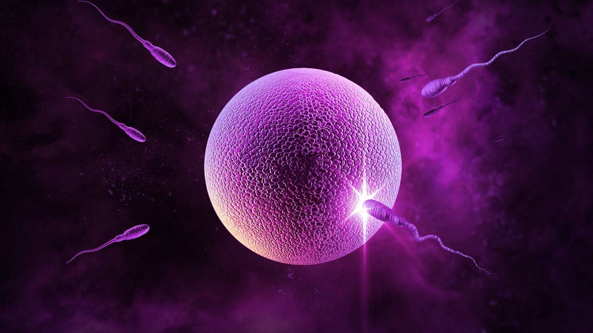 icsi, ivf